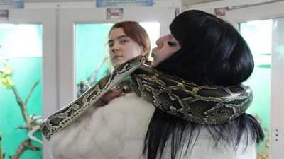 Новый тест и лучшее понимание смертельной инфекции у удавов и питонов