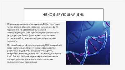 Обнаружено, что длинная некодирующая РНК подавляет воспаление: исследователи связывают lincRNA с иммунной системой