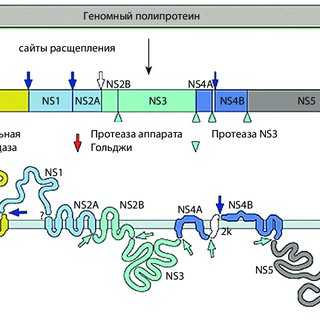 Выпущена первая полная последовательность генома вируса Зика
