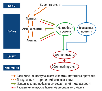 Белок поступает, аммиак отсутствует: рацион крупного рогатого скота влияет на выбросы аммиака