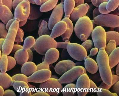 Дрожжи Malassezia, повсюду и иногда опасны