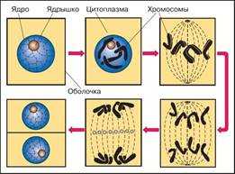 Клетки предпочитают нанодиски наностержням