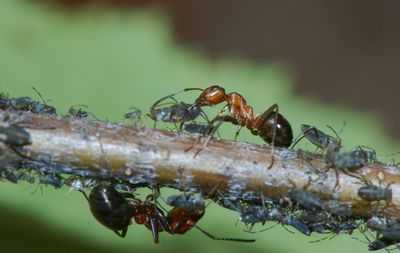 Муравьи, как и люди, могут менять свои приоритеты