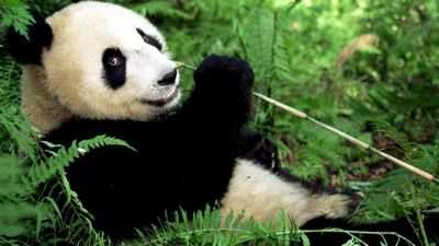 Норвежские лемминги громко одеваются и кричат ​​еще громче, чтобы выжить