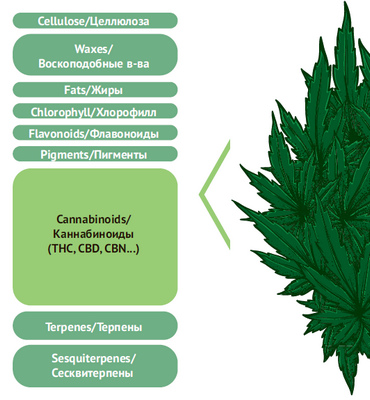 Долгосрочное употребление марихуаны меняет схему вознаграждения мозга