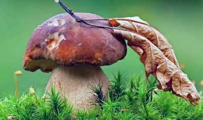 Грибы становятся защитными: один единственный фермент вызывает химическую защиту гриба от личинок