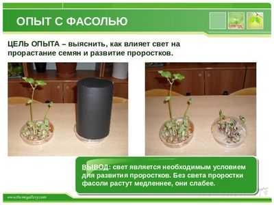 Исследования проясняют процесс сбора света у растений