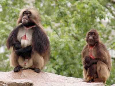 Поддерживающие мамы и сестры повышают ранг самки павиана