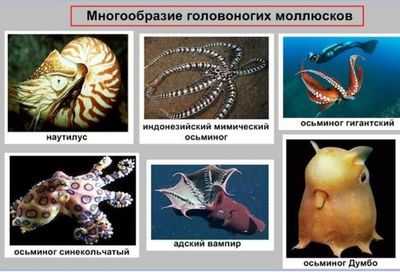 `` Умные '' головоногие моллюски жертвуют эволюцией генома на плодотворное редактирование РНК